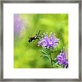 Hummingbird Moth - Delaware Water Gap Framed Print