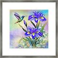 Hummingbird On Blue Iris Framed Print