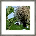 Hummingbird Moth On Flower Framed Print