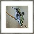 Hummingbird Portrait Framed Print