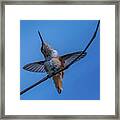 Hummingbird Series 3 Framed Print