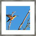 Hummingbird Framed Print