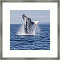 Humpback Whale Breaching Framed Print