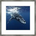 Humpback Whale Calf Playing Near The Surface, Kingdom Of Tonga. Framed Print