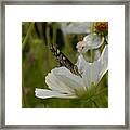 Hungry Butterfly Framed Print
