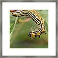 Hungry Caterpillar Framed Print