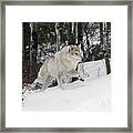 Hunting Wolf Framed Print