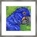 Hyacinth Macaw Framed Print
