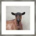 Hypnotist Goat Framed Print