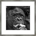 - I See You - Primate Framed Print
