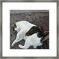 Iago The Nyc Shop Cat Framed Print
