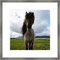 Icelandic Horse Framed Print