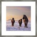 Icelandic Horses In The Snow. Framed Print