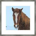 Icelandic Snow Horse Framed Print