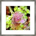 Icy Purple Deadnettle Framed Print