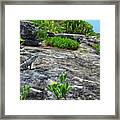 Iguana Basking On Tropical Cozumel Beach Framed Print