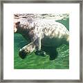 I'm Swimming As Fast As I Can Framed Print
