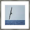 Immature Masked Booby, No. 5 Sq Framed Print