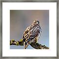 Immature Red Tailed Hawk In A Tree Framed Print