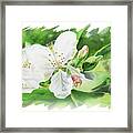 Impulse Of Nature Watercolor Blossom Flowers Free Brush Strokes Ii Framed Print