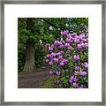 In Rhododendron Woods 28 Framed Print