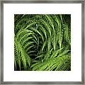 In The Heart Of The Fern Framed Print
