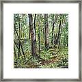 In The Shaded Forest Framed Print