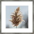 In The Wind, In The Light Framed Print