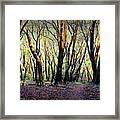 Indian Valley Forest Framed Print