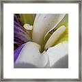 Inner Connection Colorful Lily Framed Print
