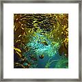 Inside The Kelp Forest Framed Print