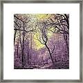 Into The Enchanted Forest Framed Print