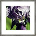 Into The World Of The Iris Framed Print