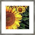 Iphonography Sunflower 3 Framed Print