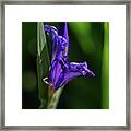 Purple Iris Framed Print