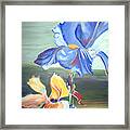 Blue And Yellow  Iris Framed Print