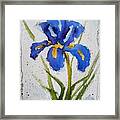 Iris Blue Framed Print