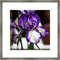 Iris In Purple And White Framed Print