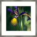 Iris Spuria Framed Print