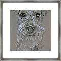 Irish Terrier Portrait In Graphite Framed Print