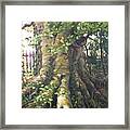 Irish Tree Framed Print