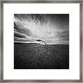 Isolated - Windswept Tree On Went Hill Framed Print