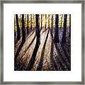 Issuance Of Memory Painting Encaustic Wax Trees Woods Forest Sun Framed Print