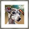 Italian Greyhound Puppy Portrait. Framed Print