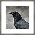 It's The Same Story The Crow Told Me Framed Print