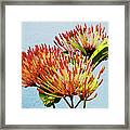 Ixora Blooming In Watercolor Framed Print