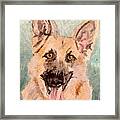 German Shepherd Framed Print