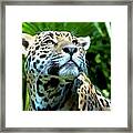 Jaguar In Sunlight Portrait Framed Print
