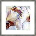 Jane's  Orchids  Beautiful Framed Print