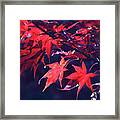 Japanese Maple Leaves Framed Print